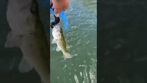 Another little bass