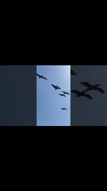 Flock of Pelicans, En route to battle, 💩 bombs armed! #shorts