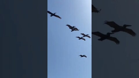 Flock of Pelicans, En route to battle, 💩 bombs armed! #shorts