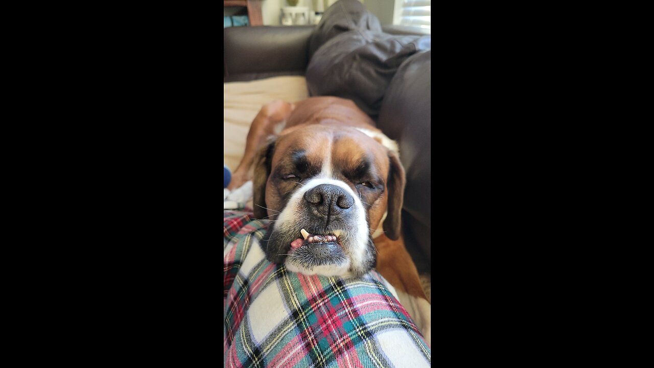 Two Boxer Dogs Catching a Nap