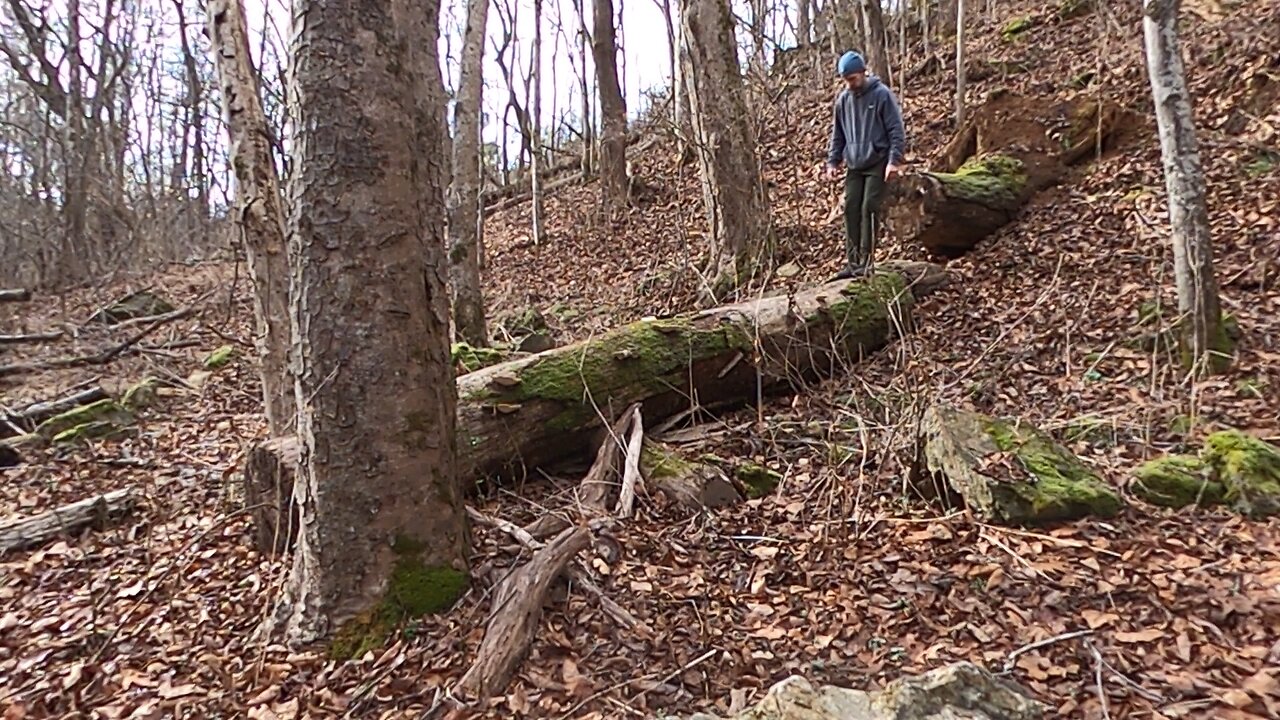 Movement in Nature- Log Crawl