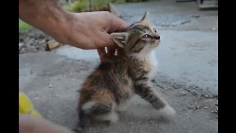 How to make your silly cat stay still in one simple step