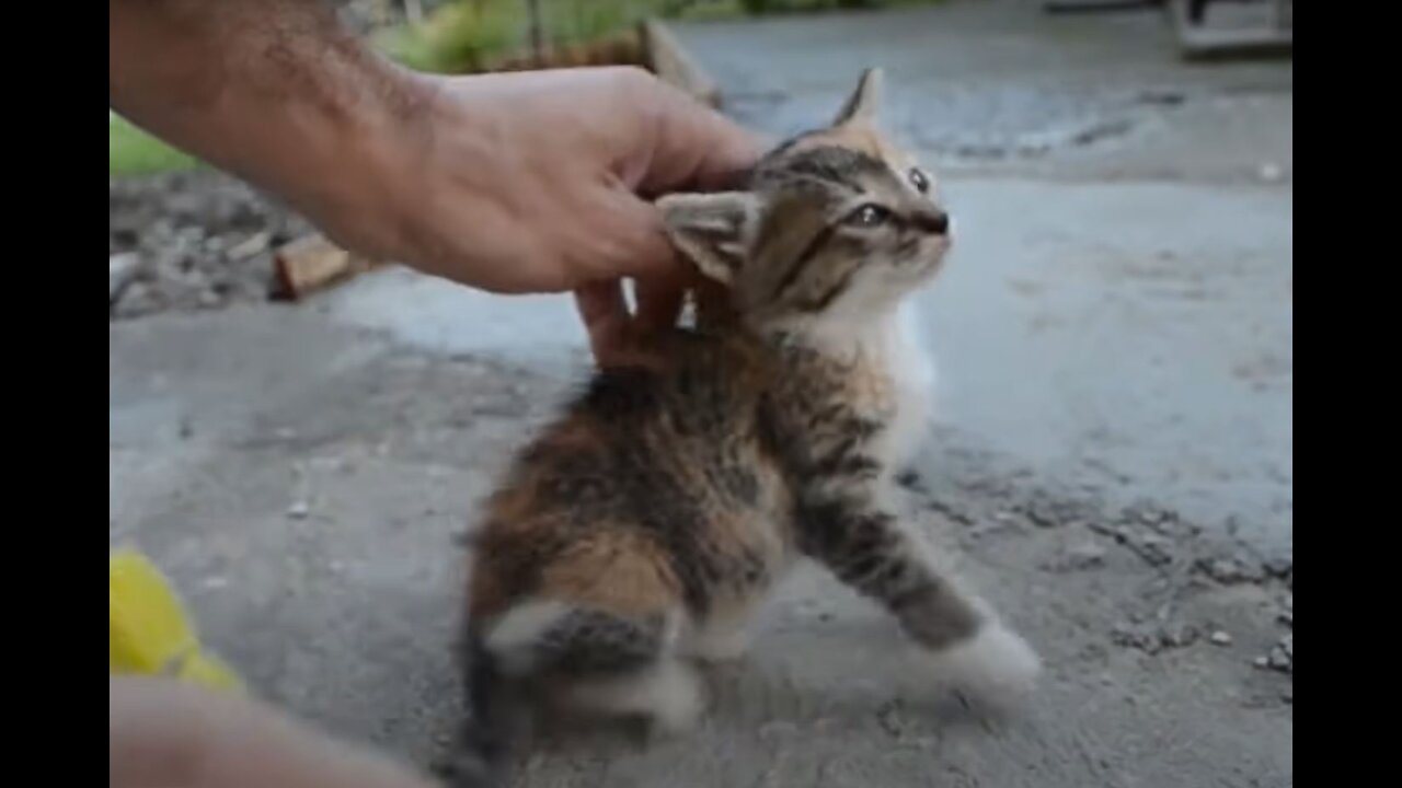 How to make your silly cat stay still in one simple step