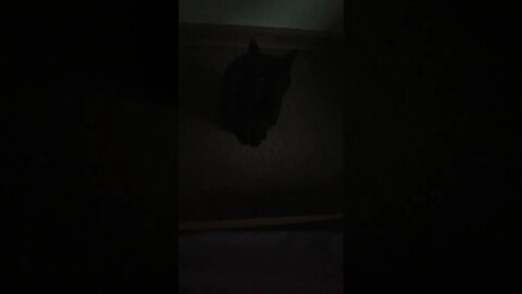 My Rude and Polite 🐱 s