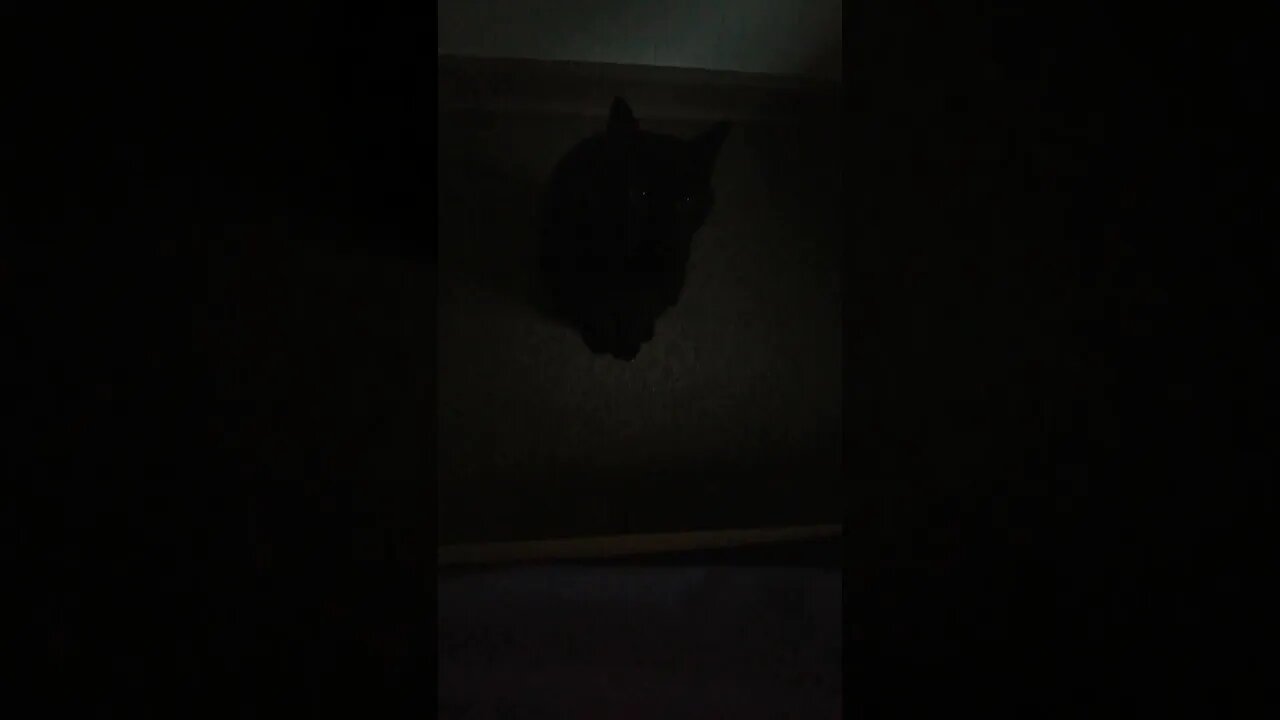 My Rude and Polite 🐱 s