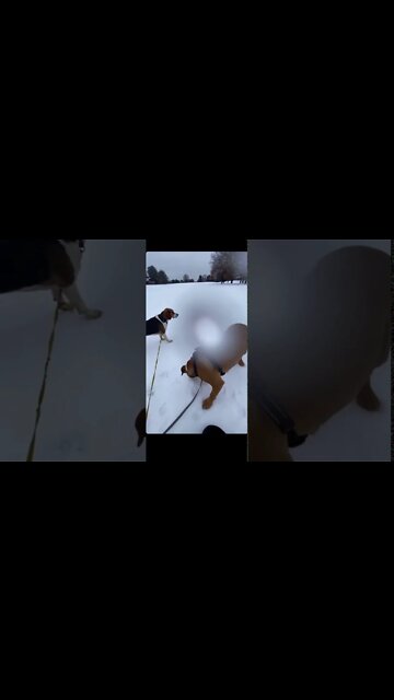 Dogs are a trip hazard. You've been warned.