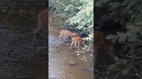 two fawns