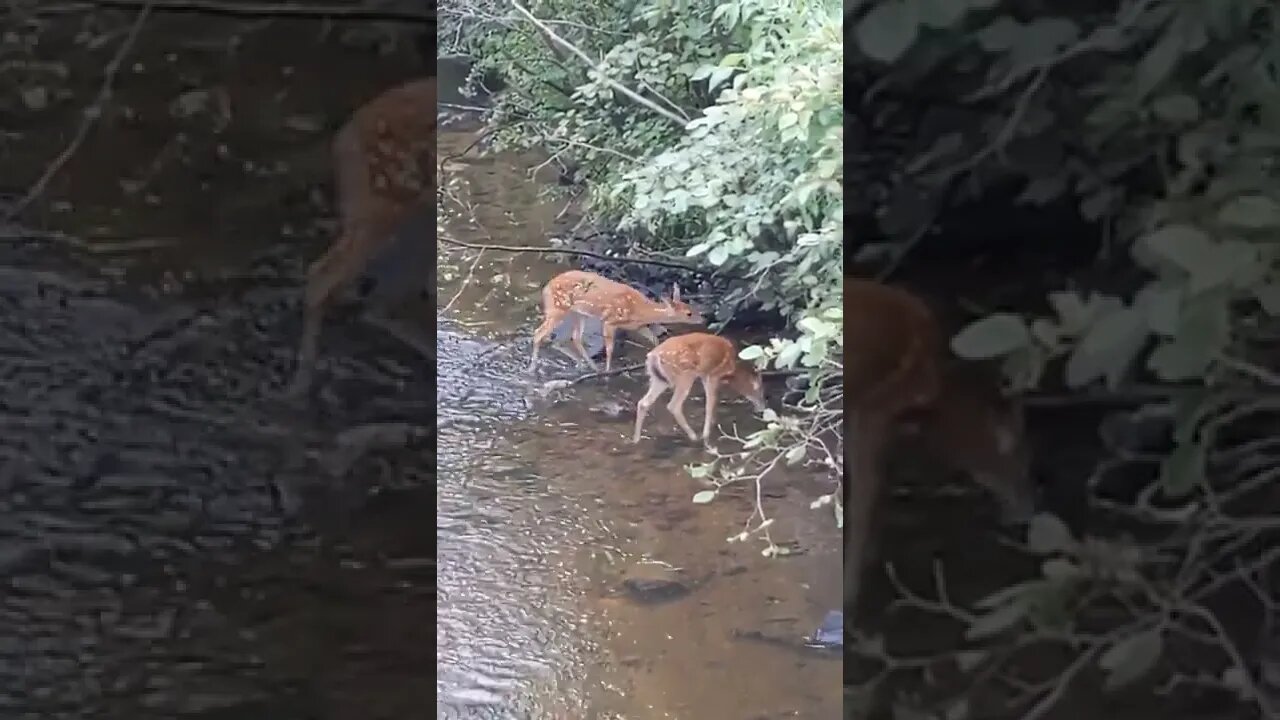 two fawns