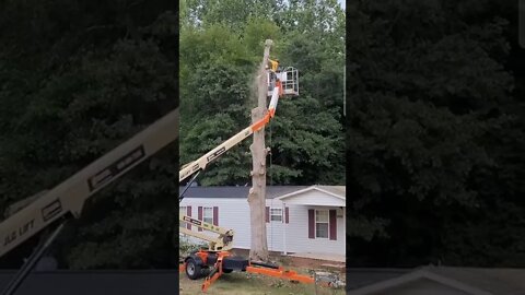A Tree Falls on the Homestead