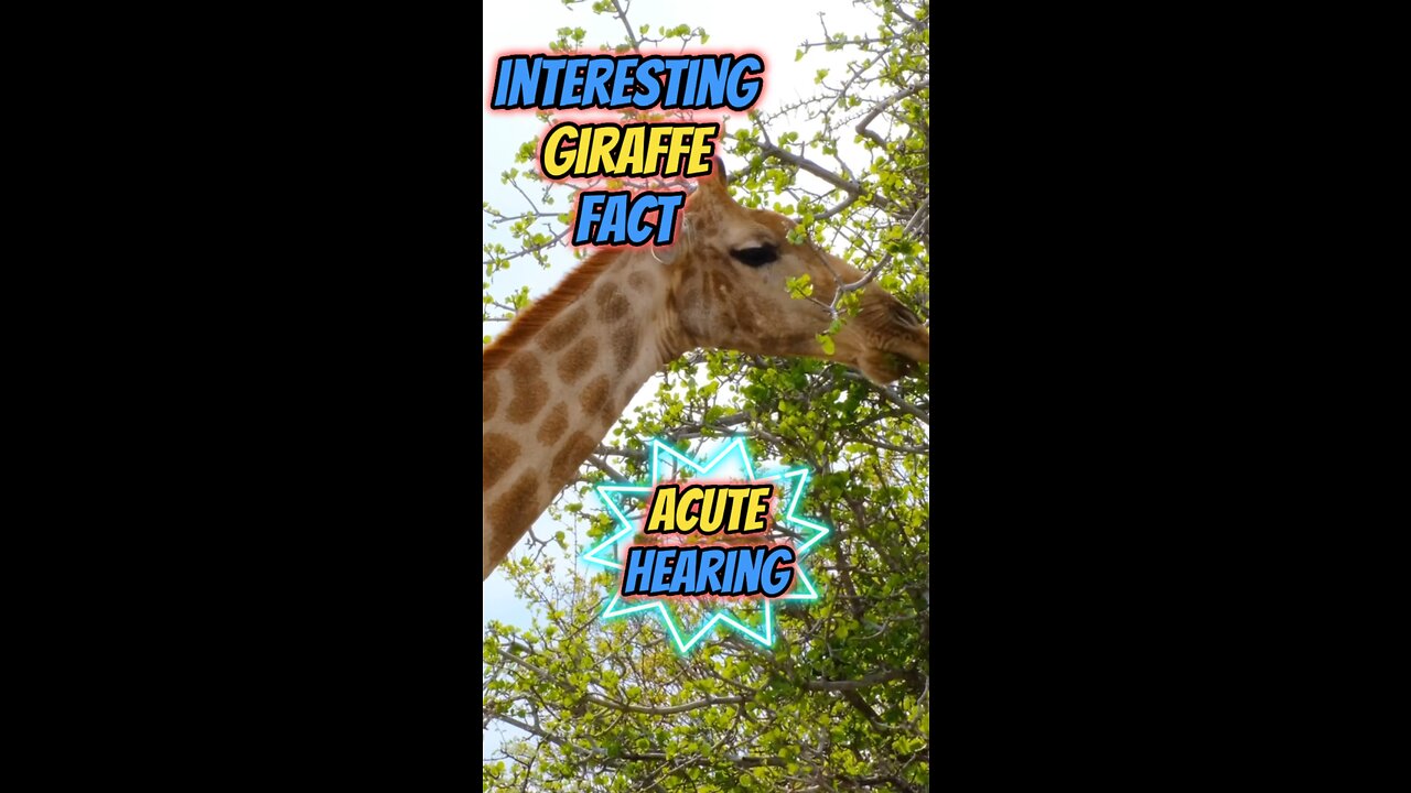 Interesting Giraffe Fact | Acute Hearing #giraffe #safari #wildlife #wildlifeconservation