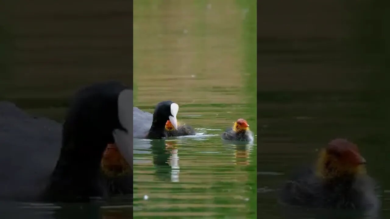 Duck On Lake