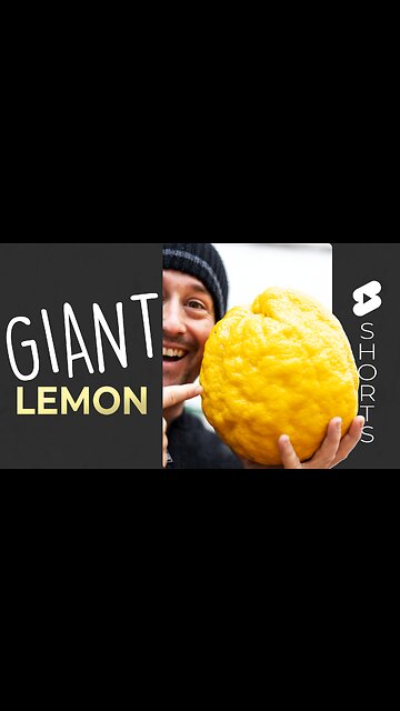 Giant Fruit!! The Ponderosa Lemon 🍋