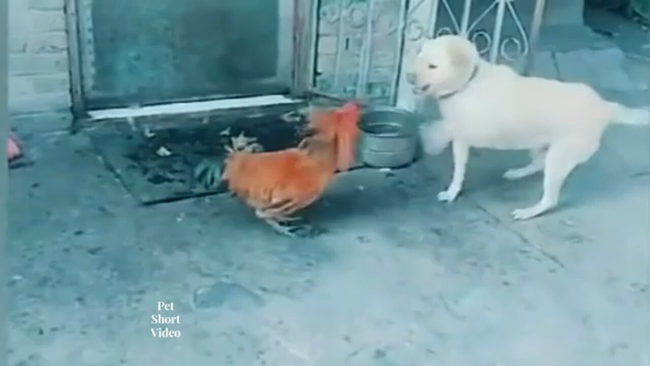 Dog Vs Chicken🐔