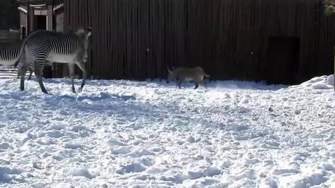 Zebra enjoys first snow at The Denver Zoo