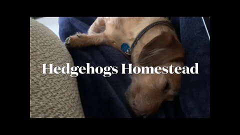 I need to get my starts in the garden before the rain