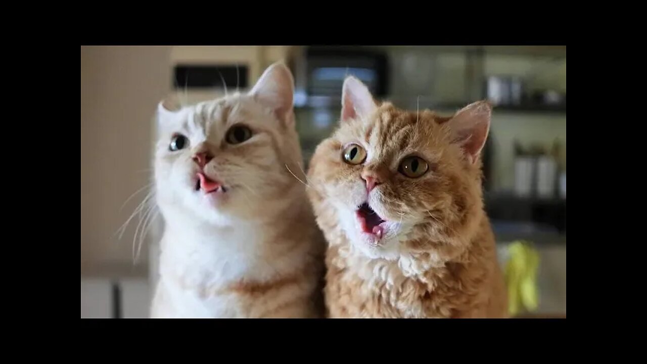 π Funniest Cats and Dogs Videos πΊπΆ || π₯°πΉ Hilarious Animal Compilation
