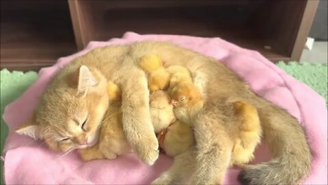 Amazing Mom Cat Look after Little Chicks