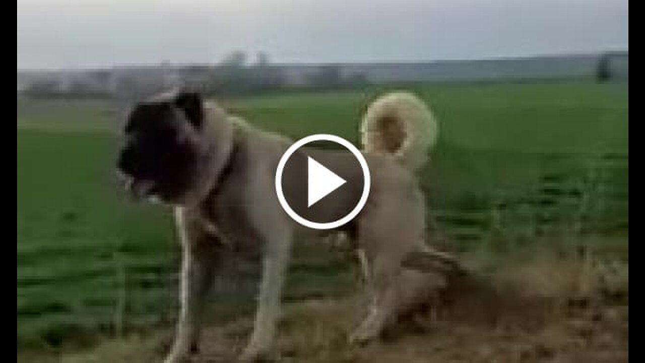 4*4 Black Head Anatolian Shepherd Dog