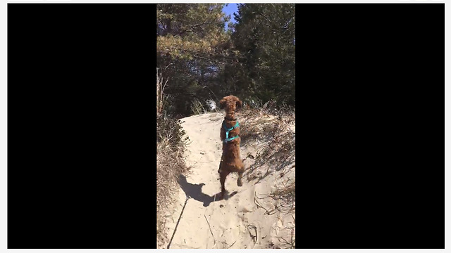 Apricot Poodle Looks Like A Meerkat Standing On Guard