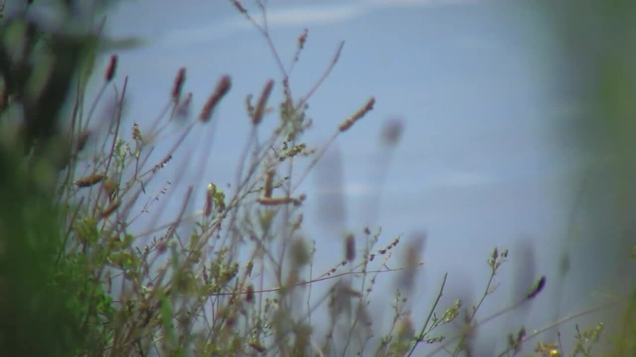 Buffalo Niagara Waterkeeper continues push to restore key creek with "Scajaquada September"