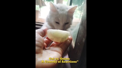 Cats vs onion 🧅 see what happens next