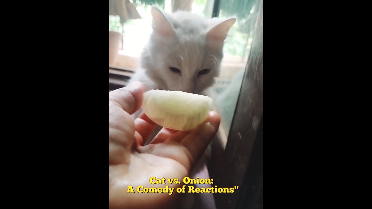 Cats vs onion 🧅 see what happens next