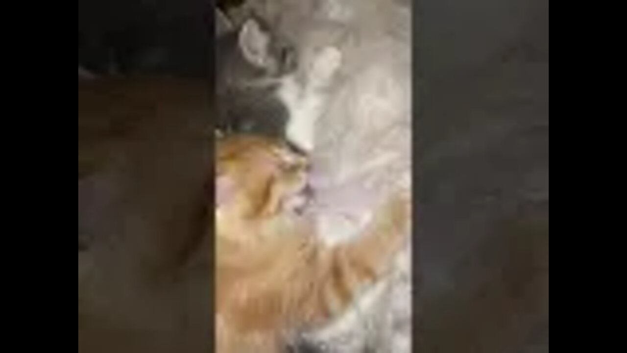 Sausages Last Nursing Moments With Mom - Goodbye Buddy, Foster Kitten is onto his Forever Home