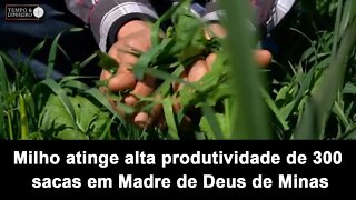 Milho atinge alta produtividade de 300 sacas em Madre de Deus de Minas