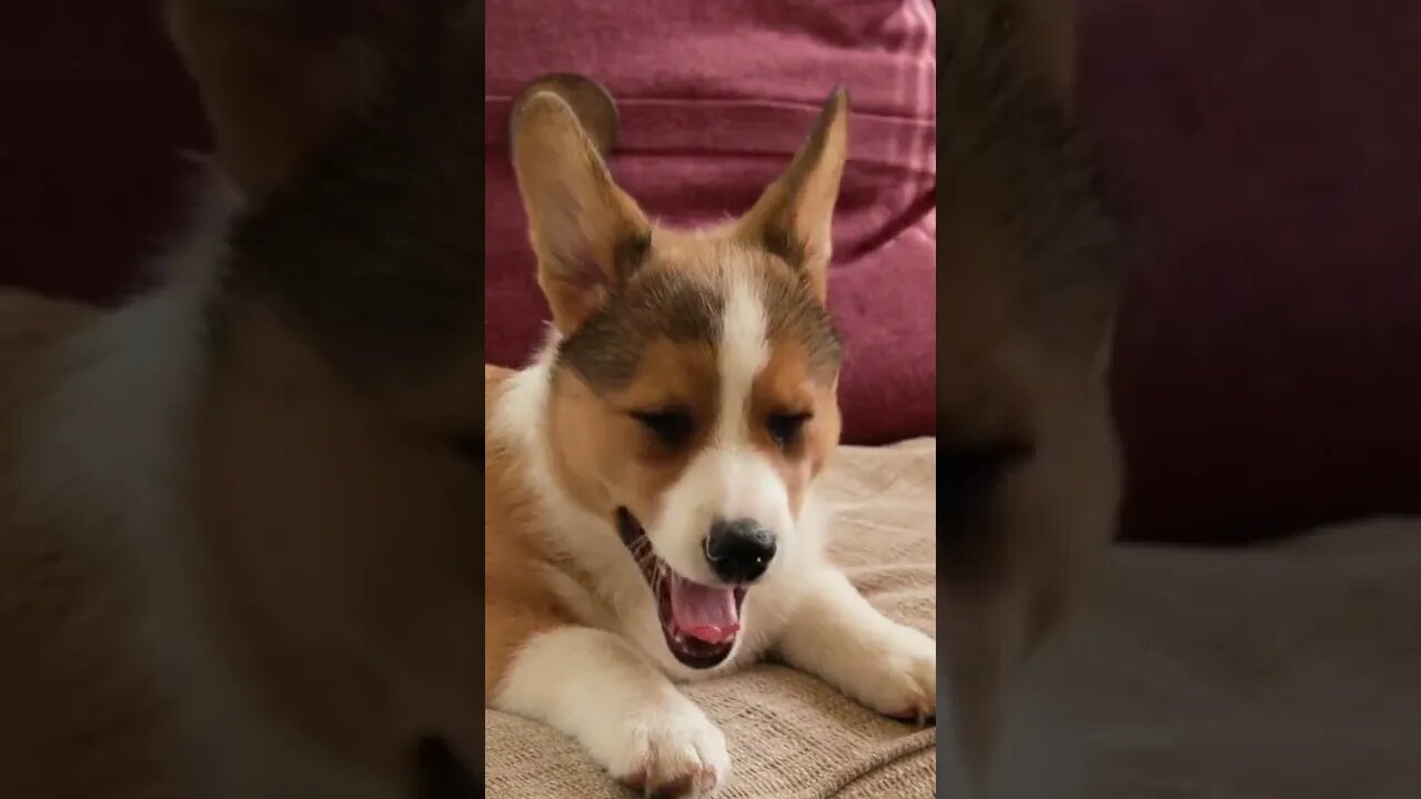 Cute corgi Puppies | Funny cute pets lovers |#Shorts