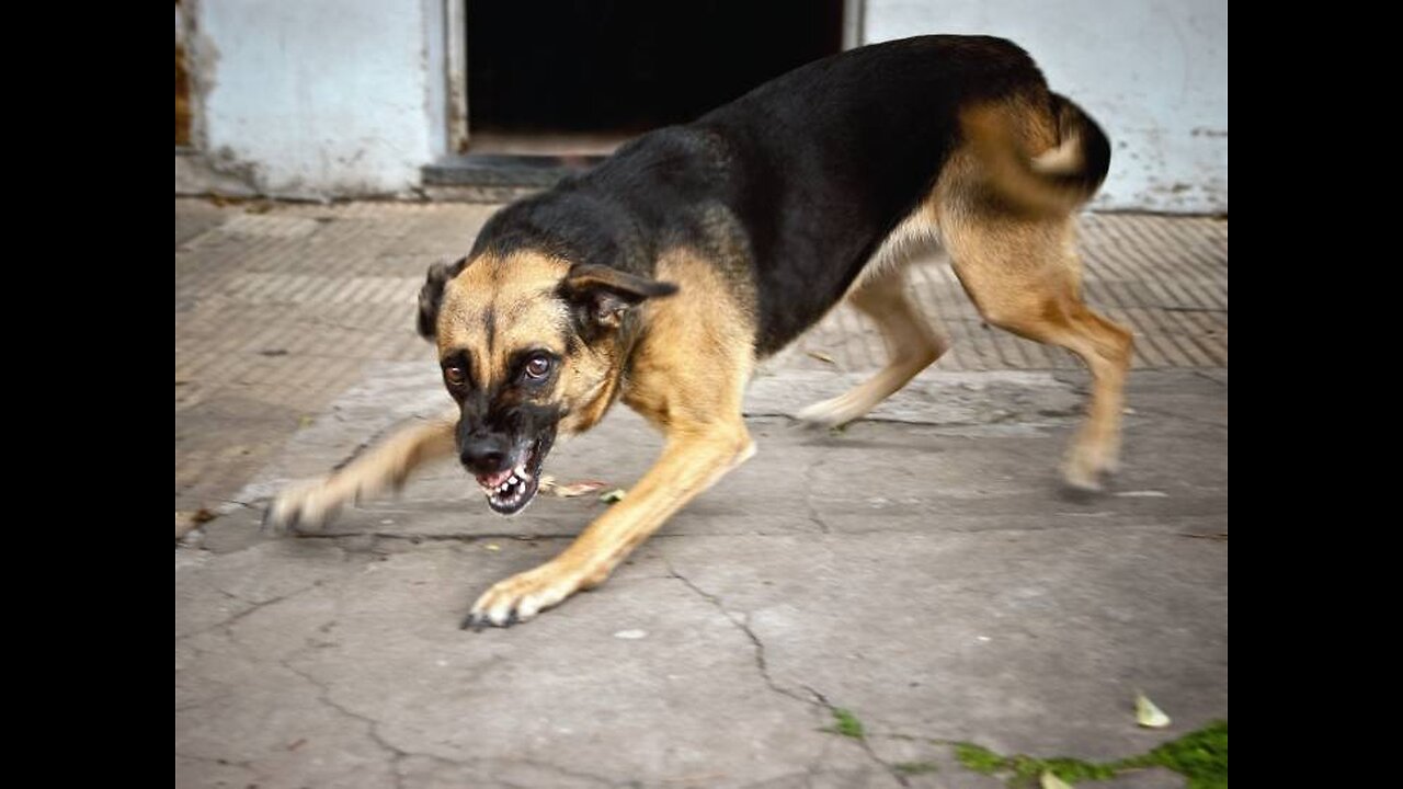 dogs and their danger to children