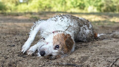 Gross ? - Why Do Dogs Love Rolling in Smelly Stuff ?