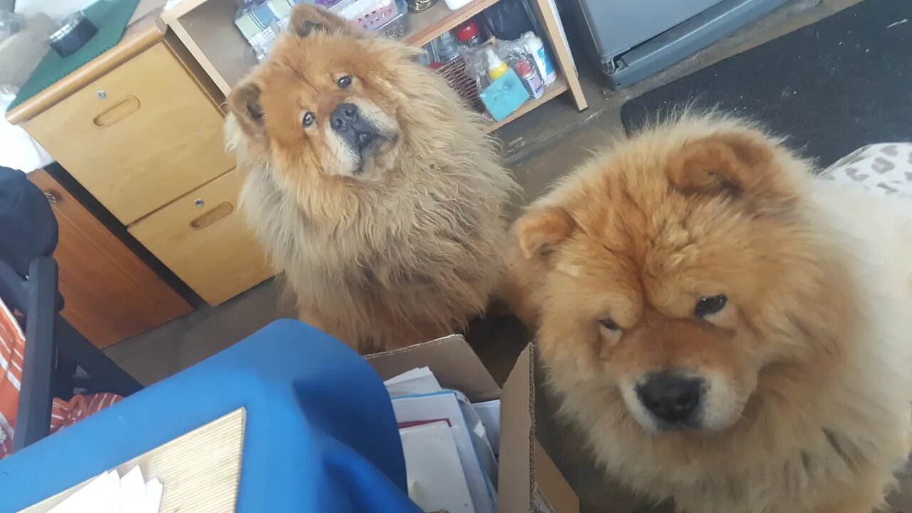 CHOW CHOW DOG TREATS 2020 - NINJA AND FUDGE