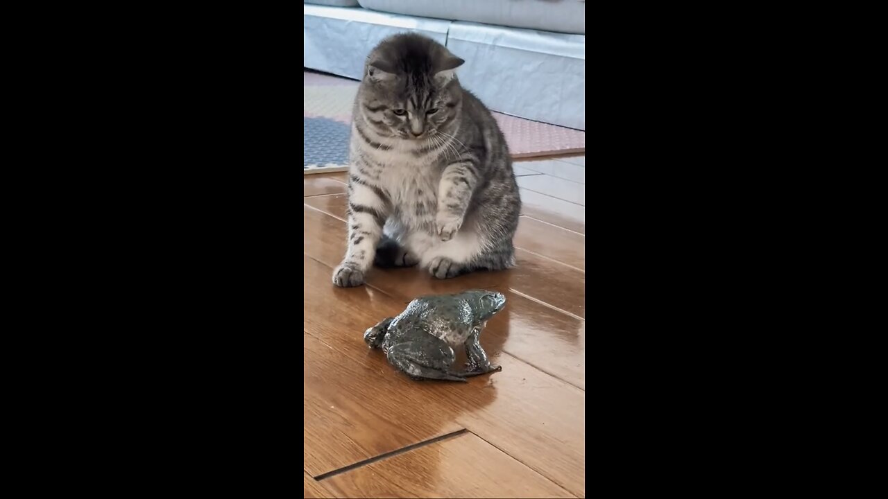 Cat playing with a Frog