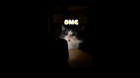 Cute cat funny video! Cat videos!