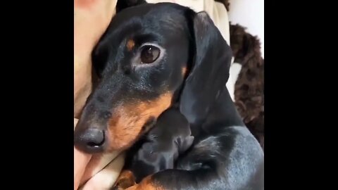 Mother's love 🥰 Love or not??🥰 #shorts #shortsfeed #clips #shortvideo