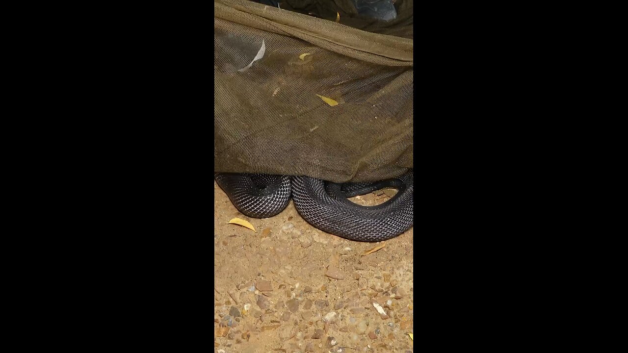 #snake #worls