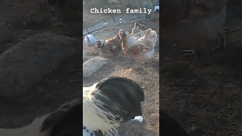 Chicken family. Farm surveillance