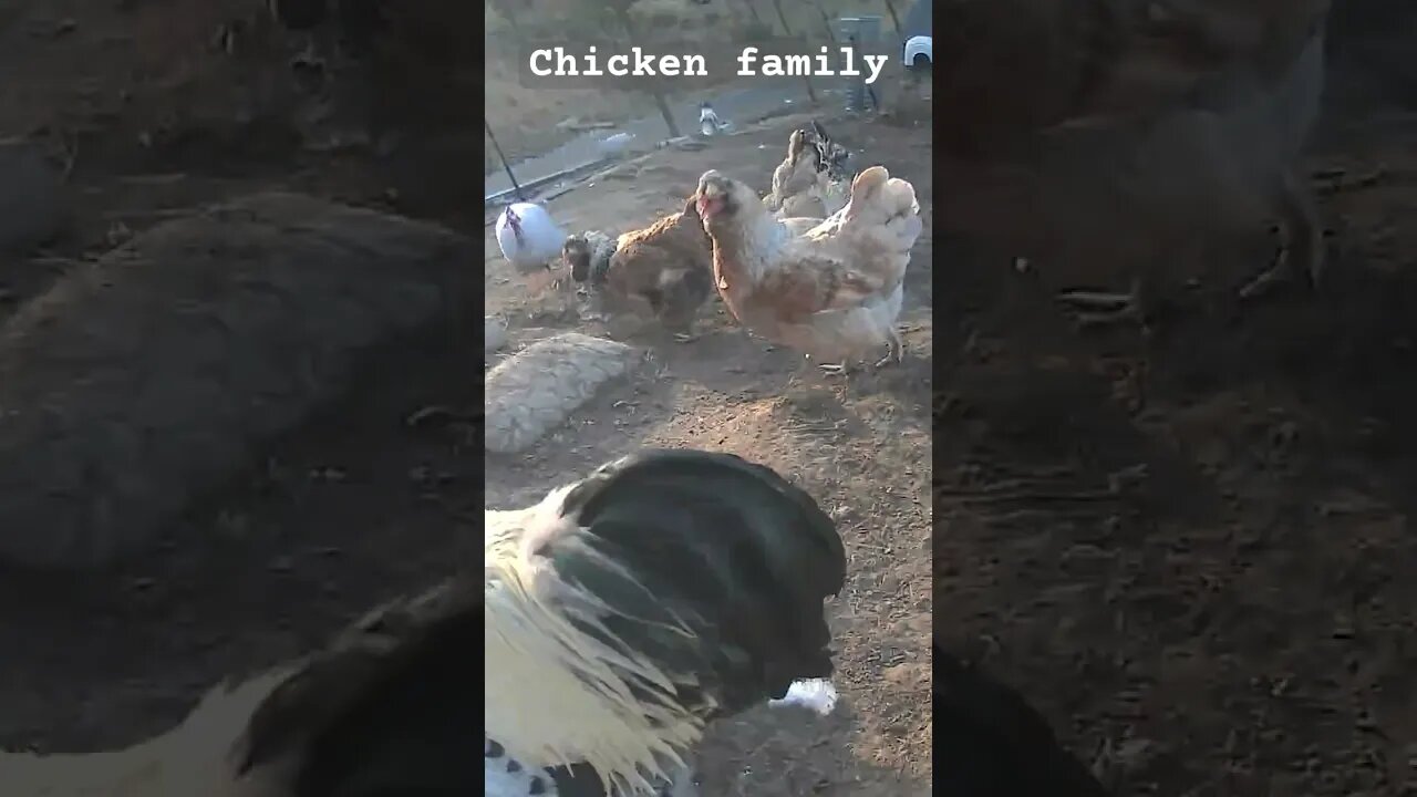 Chicken family. Farm surveillance
