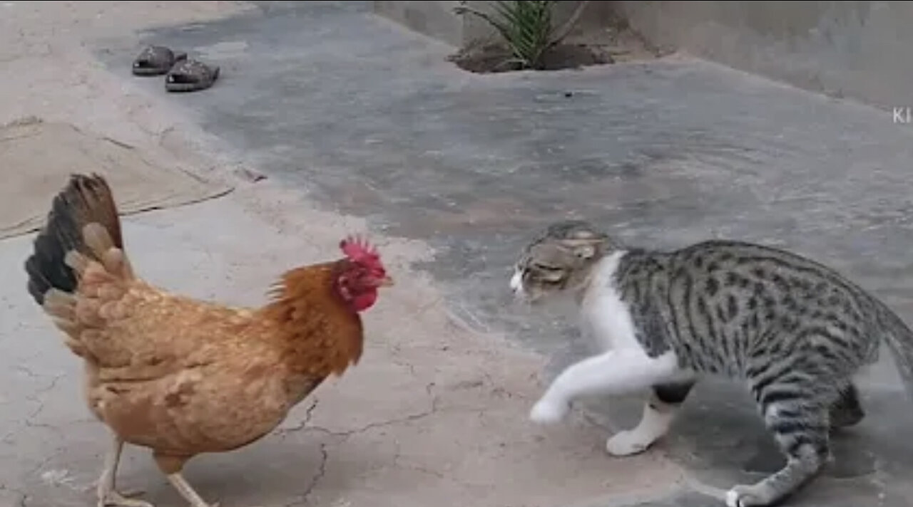 Rooster Vs Cat real fight