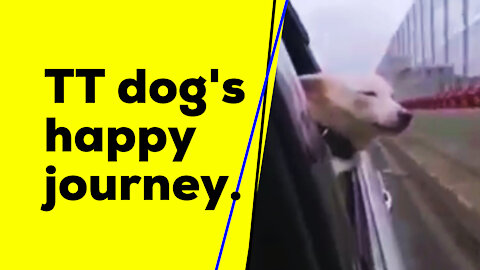 TT dog's happy journey. If this path does not end!