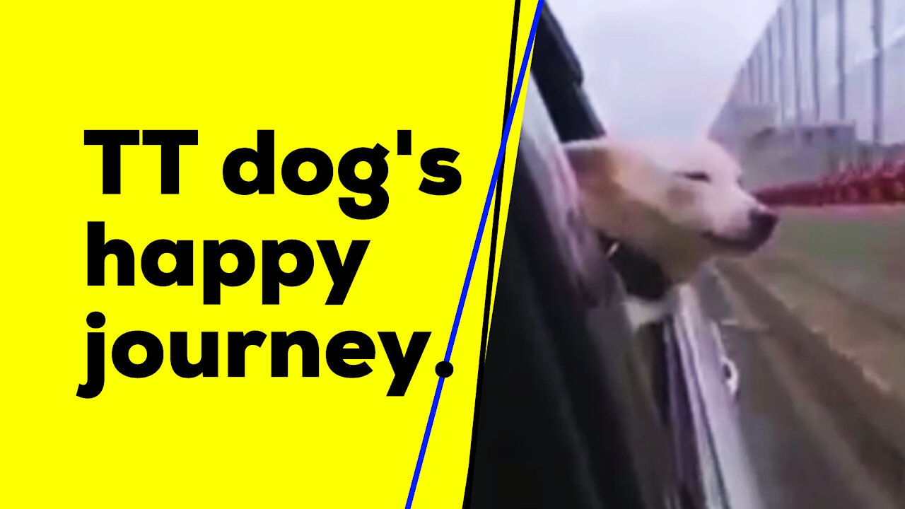 TT dog's happy journey. If this path does not end!