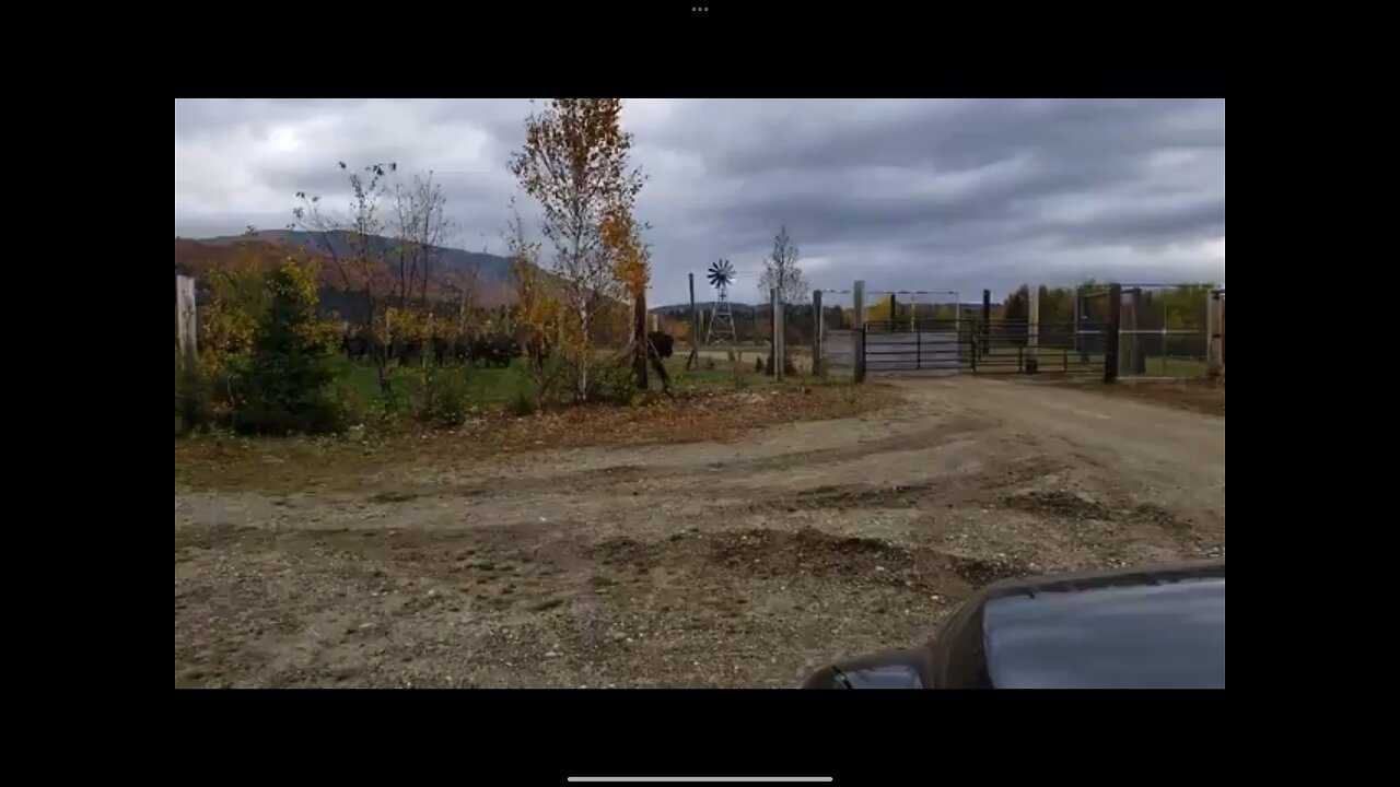 Bison running in Errol NH