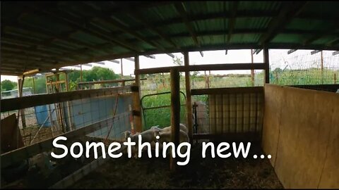 Something new in the barn, Let's homestead!