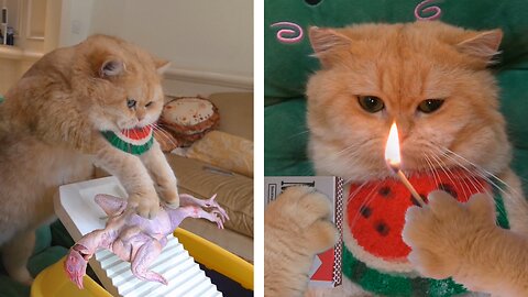 The cat make the Henry up.