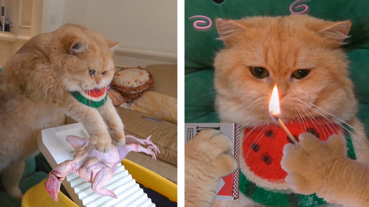 The cat make the Henry up.