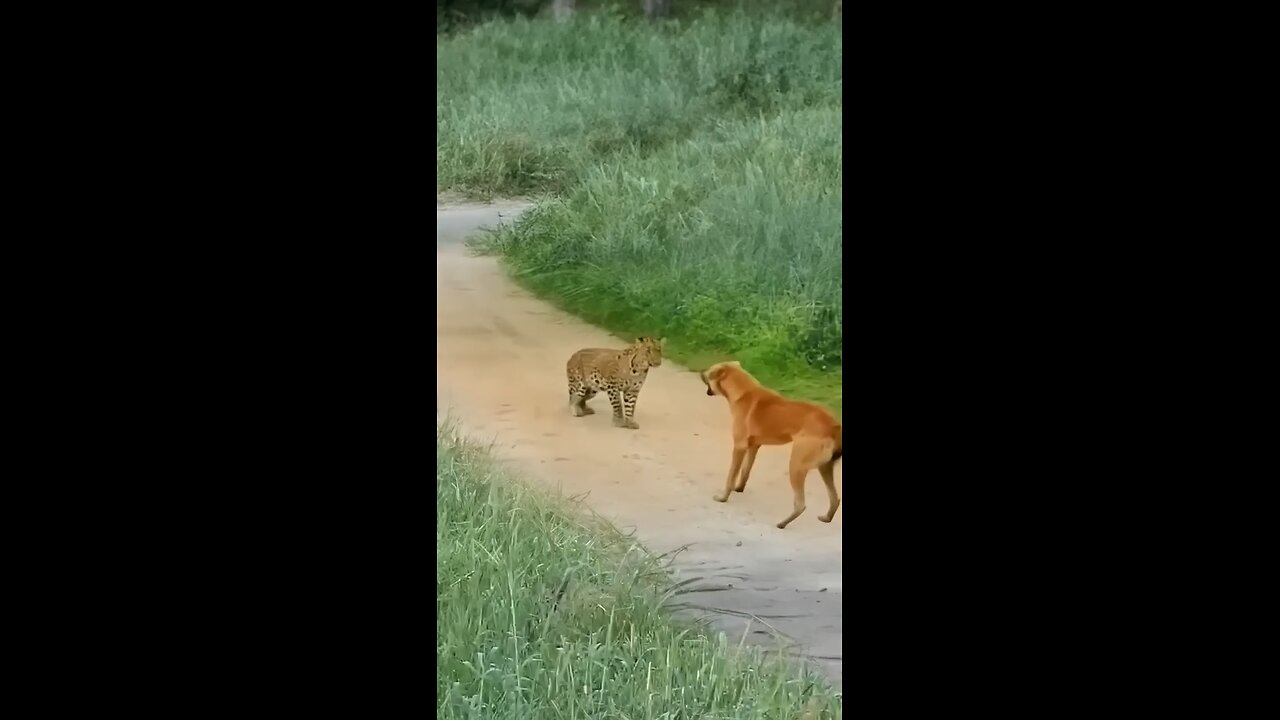 leopard shocked,thought this is not for edible.