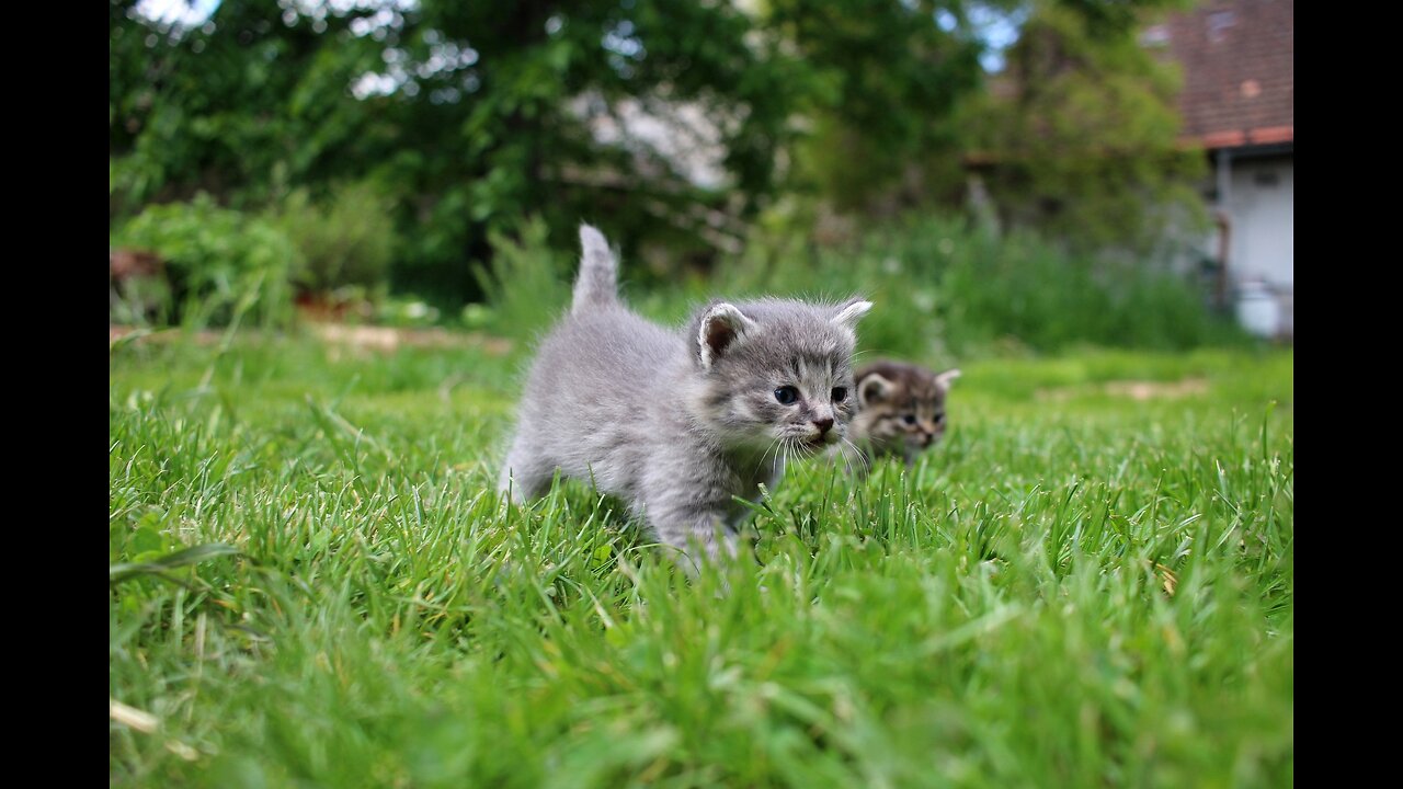 funny kittens have fun