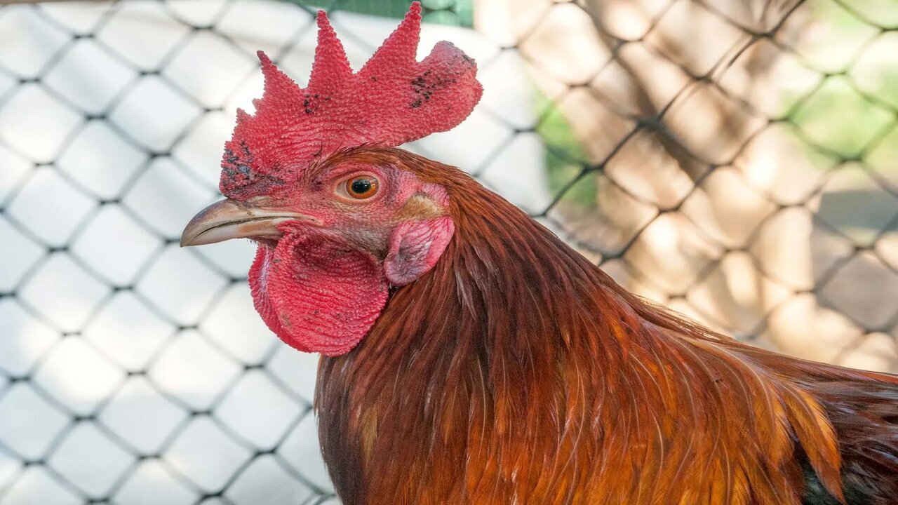 US egg factory roasts alive 5.3m chickens in avian flu cull before firing almost every worker