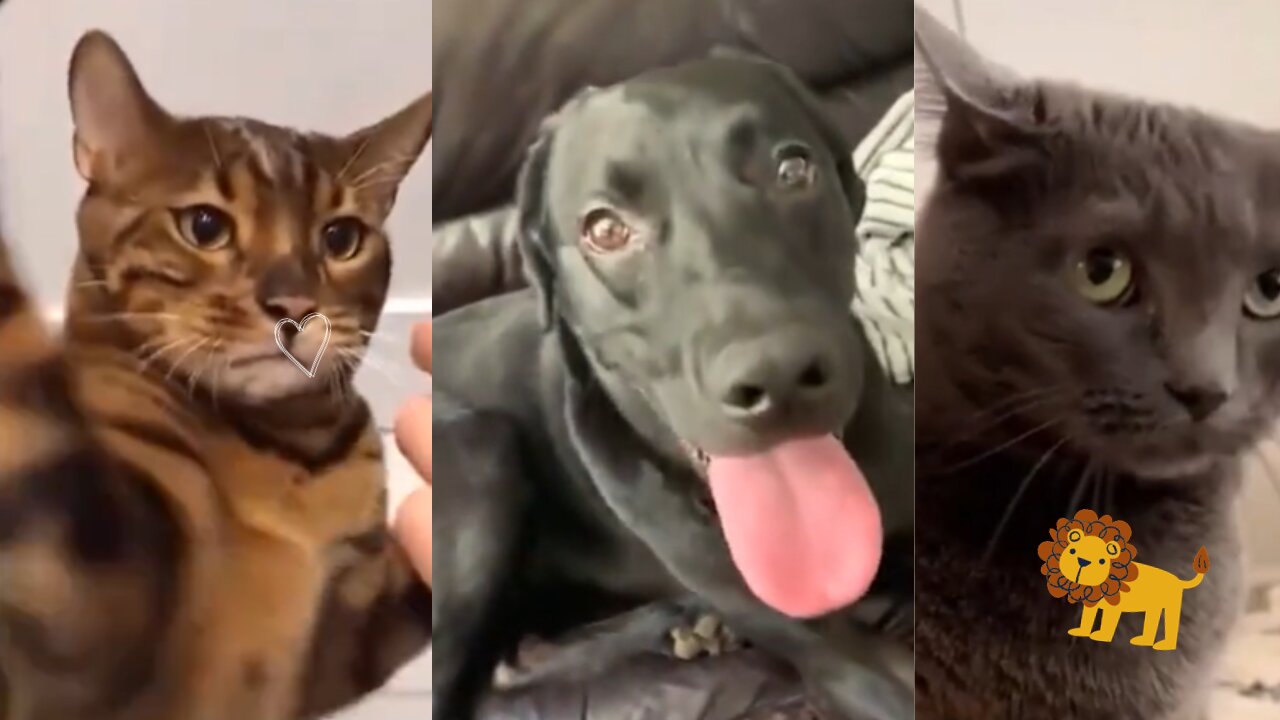 Funny Cats & Dogs Video