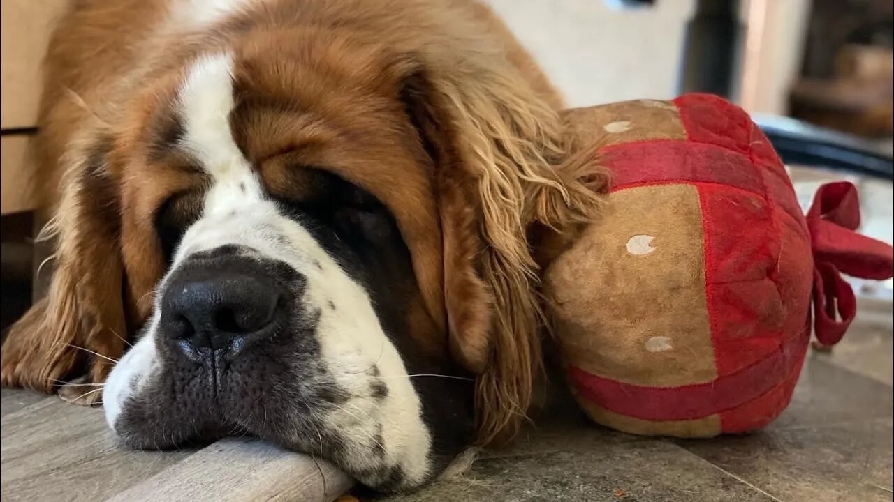 Dog slobber - St. Bernard is a messy drinker